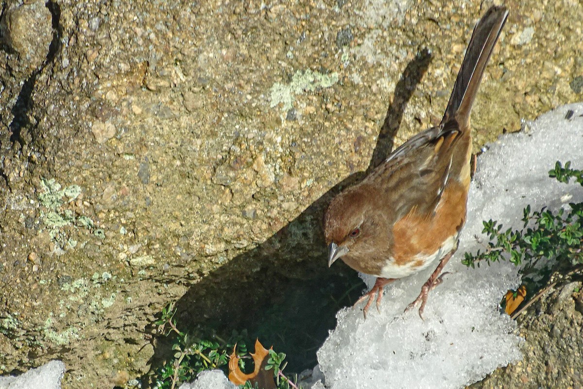Eastern Towhee - ML646405132