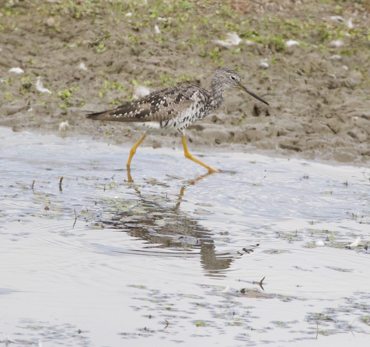 Greater Yellowlegs - ML646405136