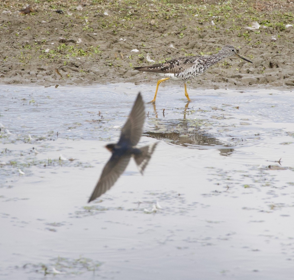 Greater Yellowlegs - ML646405138