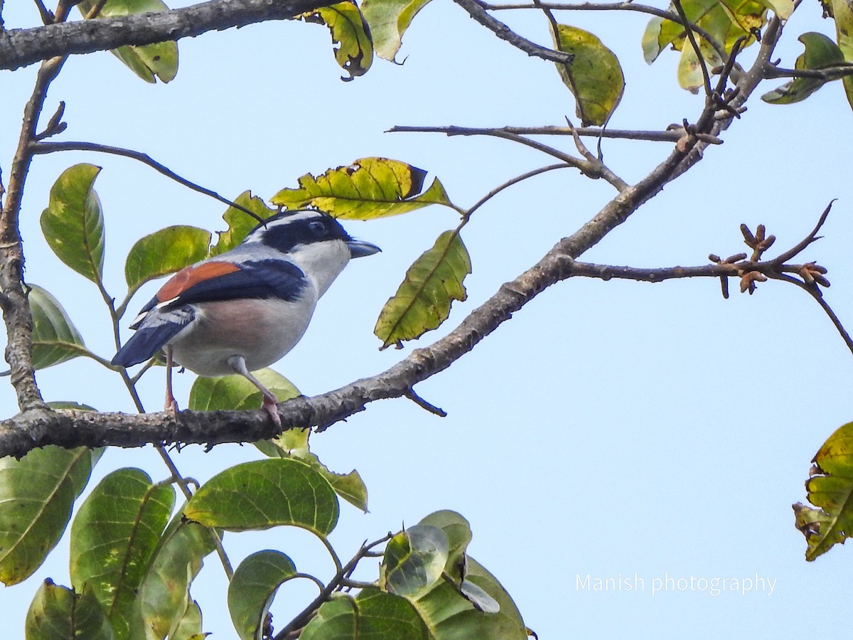 White-browed Shrike-Babbler - ML646405140