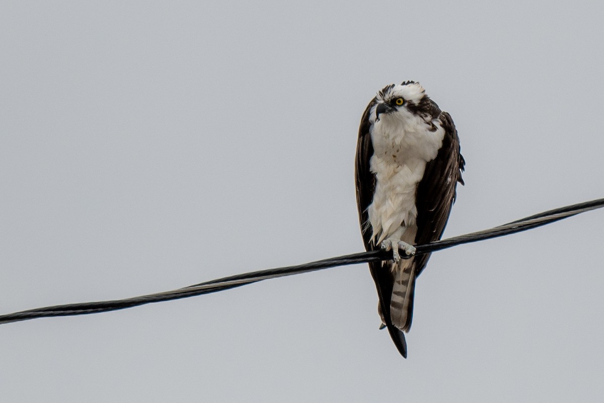 Osprey - ML646405143