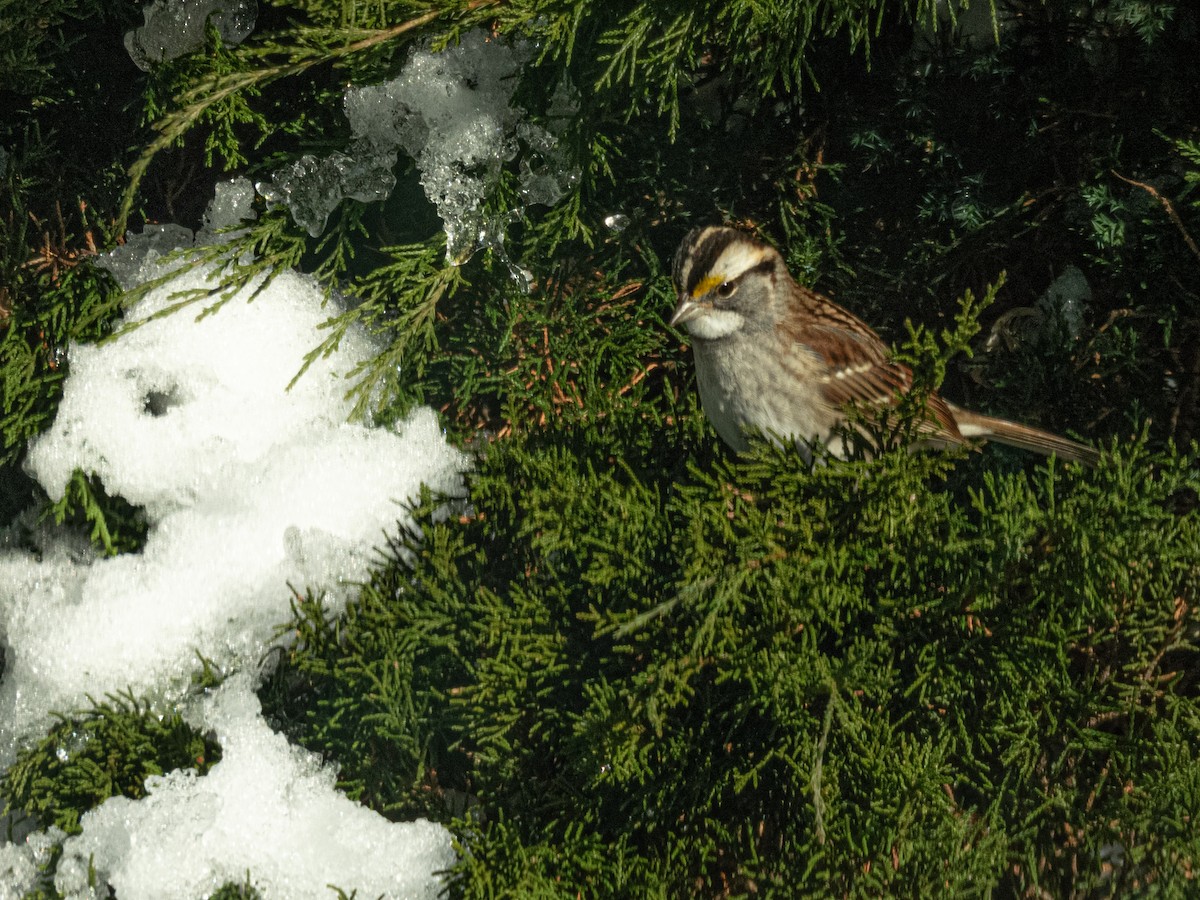White-throated Sparrow - ML646405146