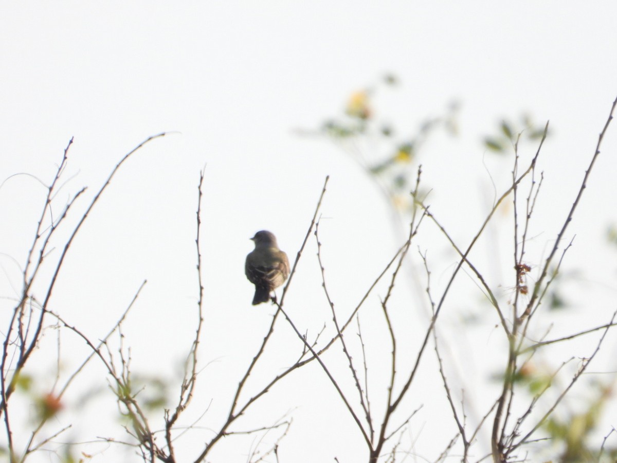 Western Kingbird - ML646405148