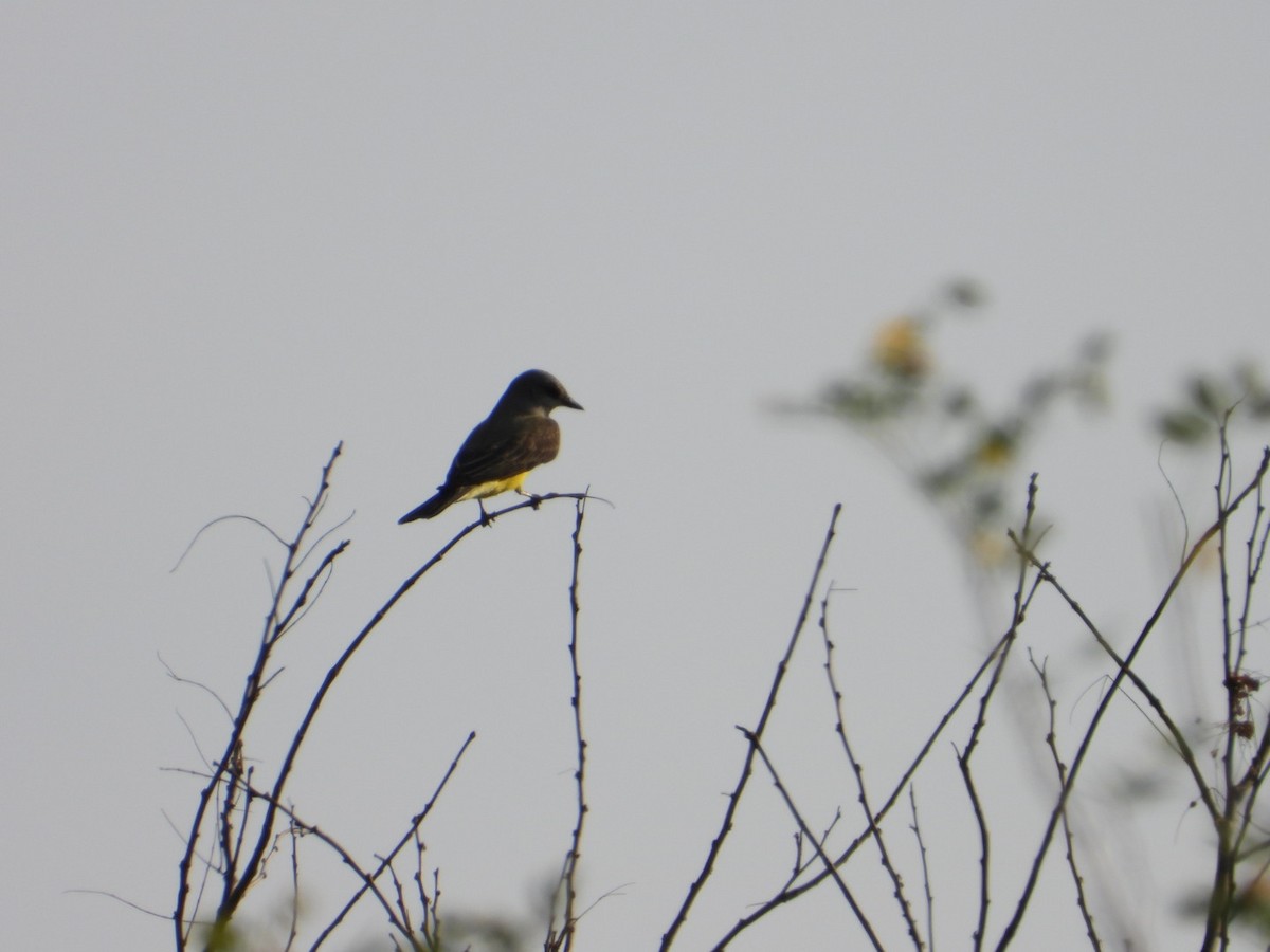 Western Kingbird - ML646405149