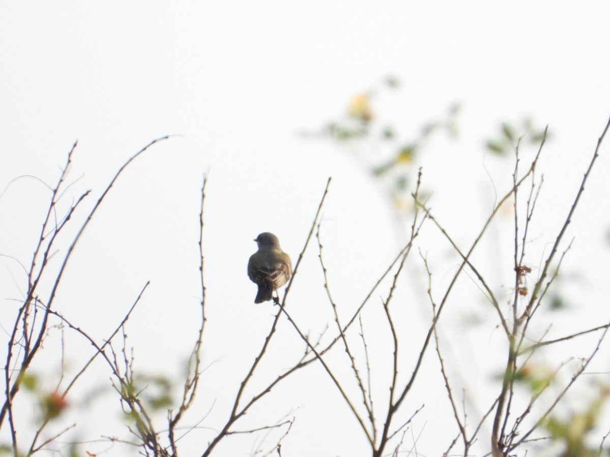 Western Kingbird - ML646405150