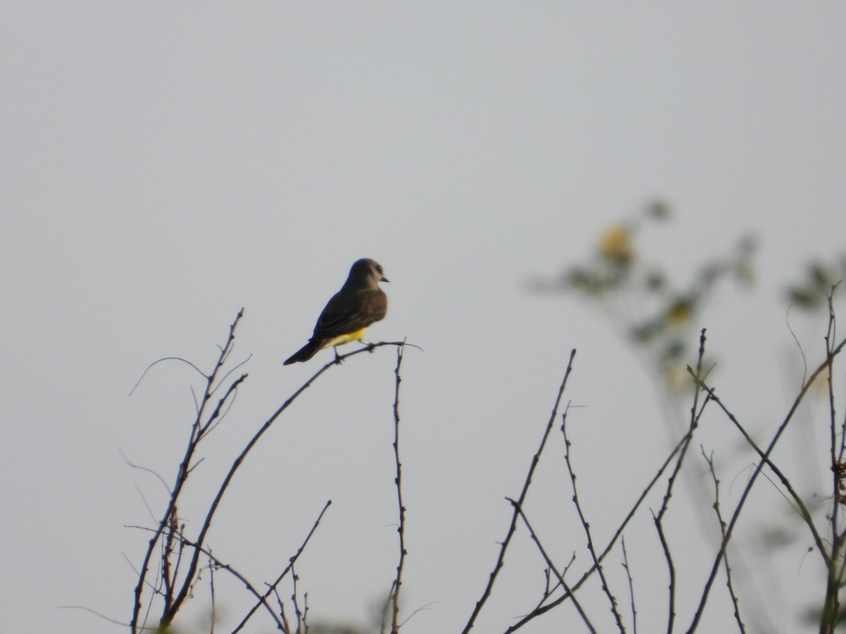 Western Kingbird - ML646405151
