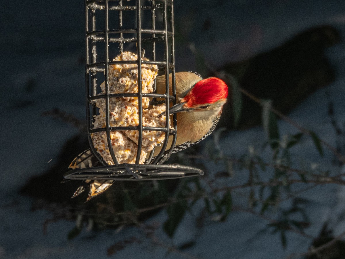 Red-bellied Woodpecker - ML646405154
