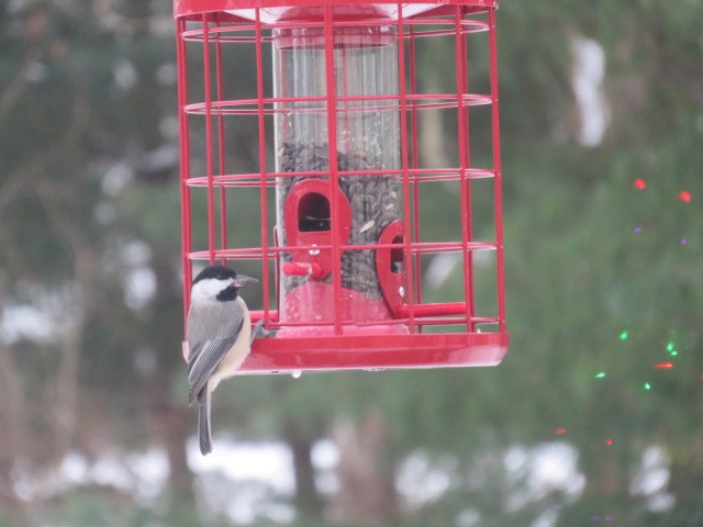Carolina Chickadee - ML646405155