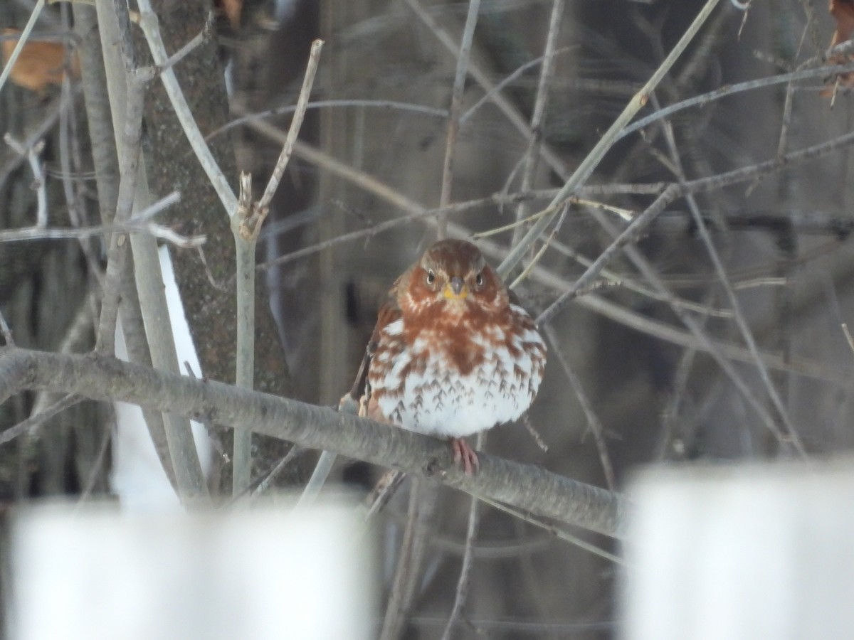 Fox Sparrow (Red) - ML646405158