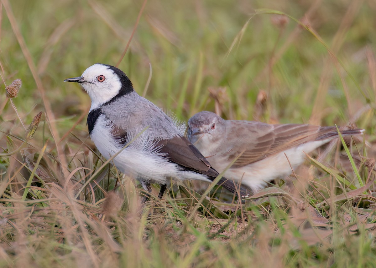 White-fronted Chat - ML646405159