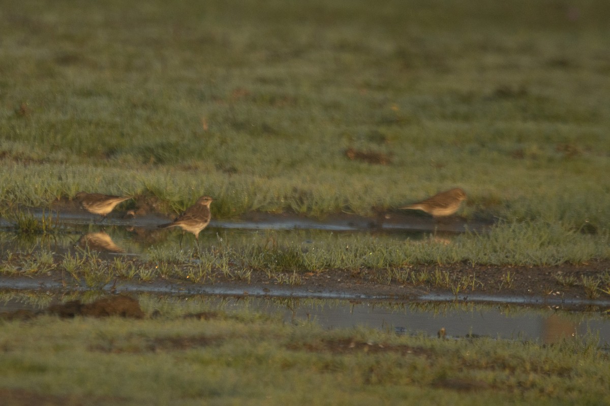 Water Pipit - ML646405161