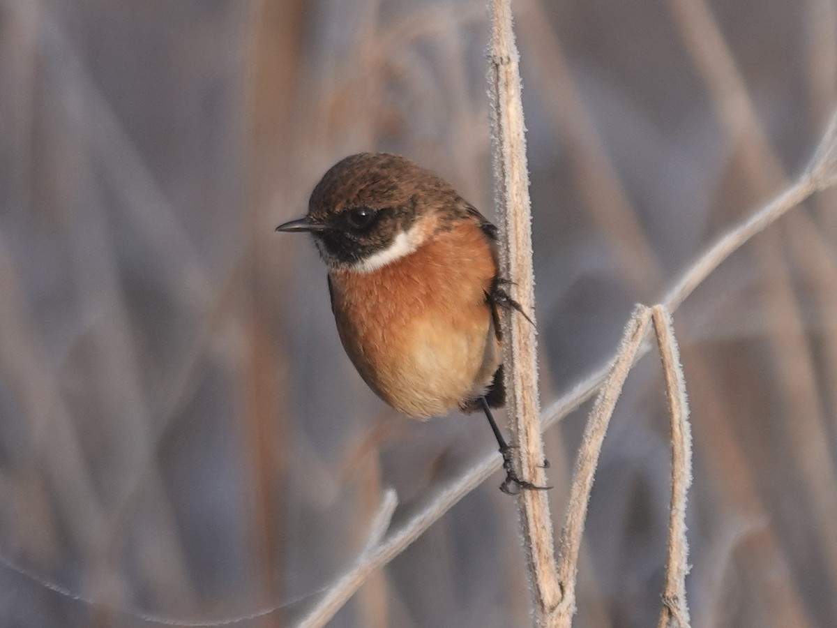 bramborníček černohlavý - ML646405162