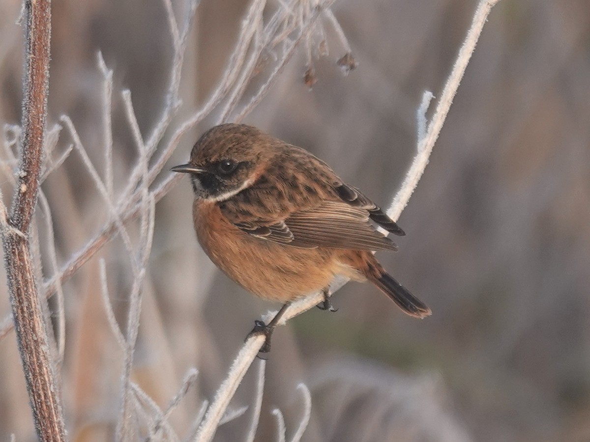 bramborníček černohlavý - ML646405163