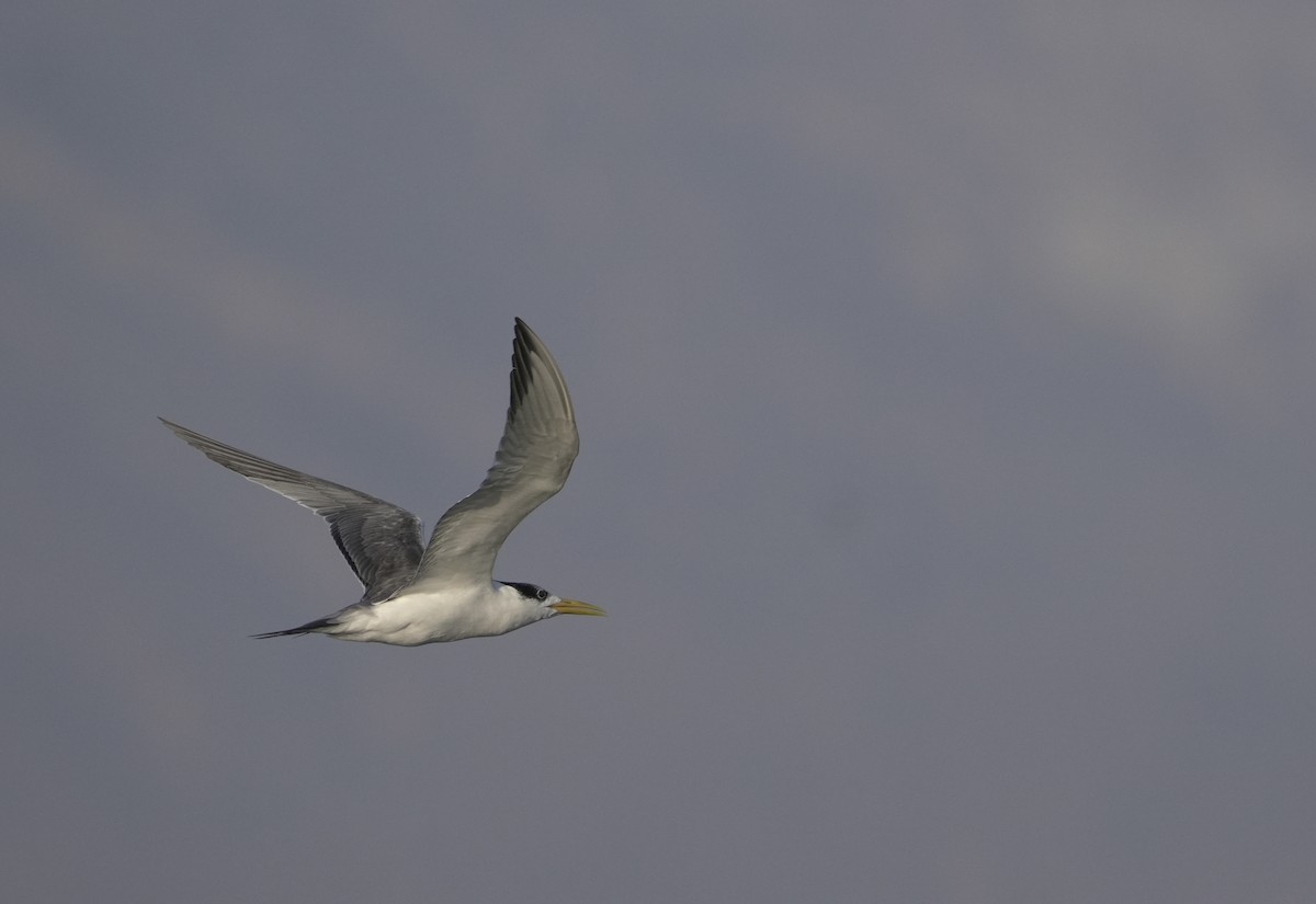 rybák oranžovozobý - ML646405168