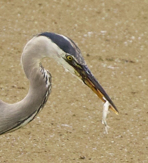 Great Blue Heron - ML646405169