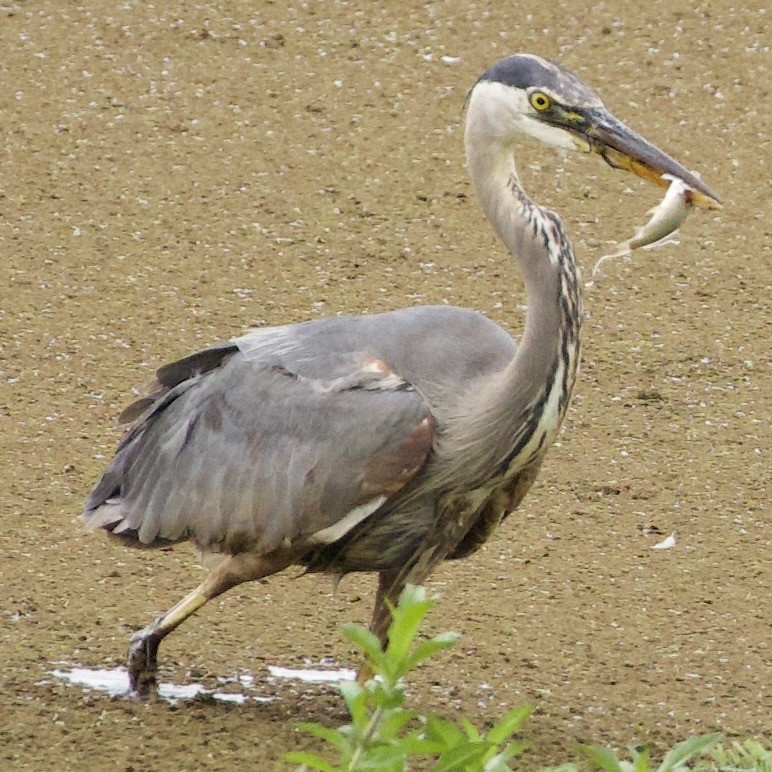 Great Blue Heron - ML646405170