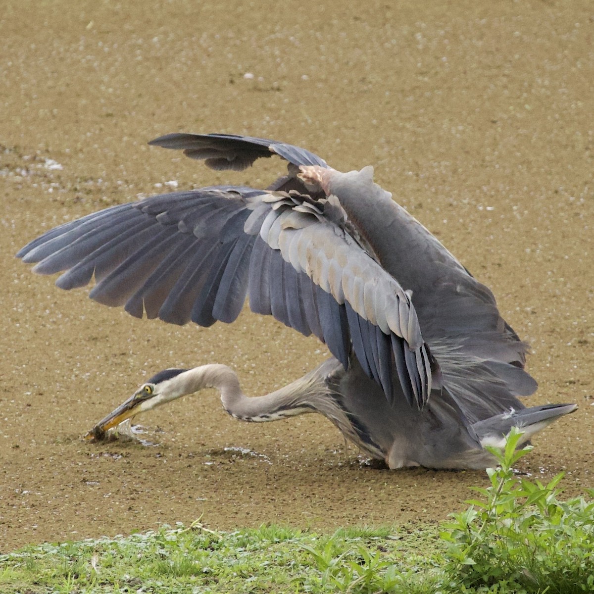 Great Blue Heron - ML646405171