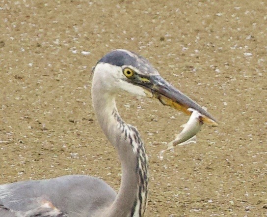 Great Blue Heron - ML646405172