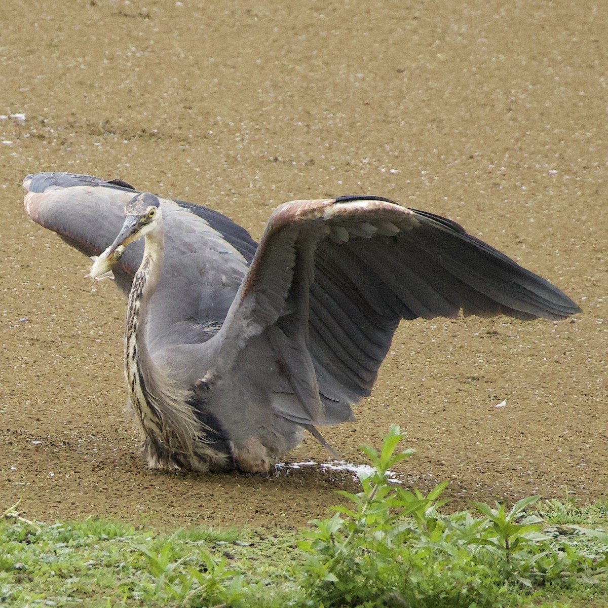 Great Blue Heron - ML646405173