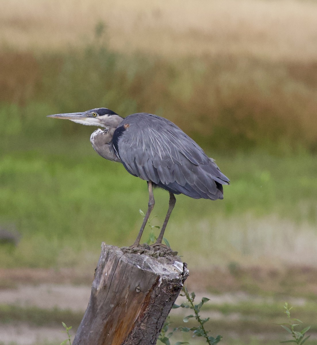 Great Blue Heron - ML646405174