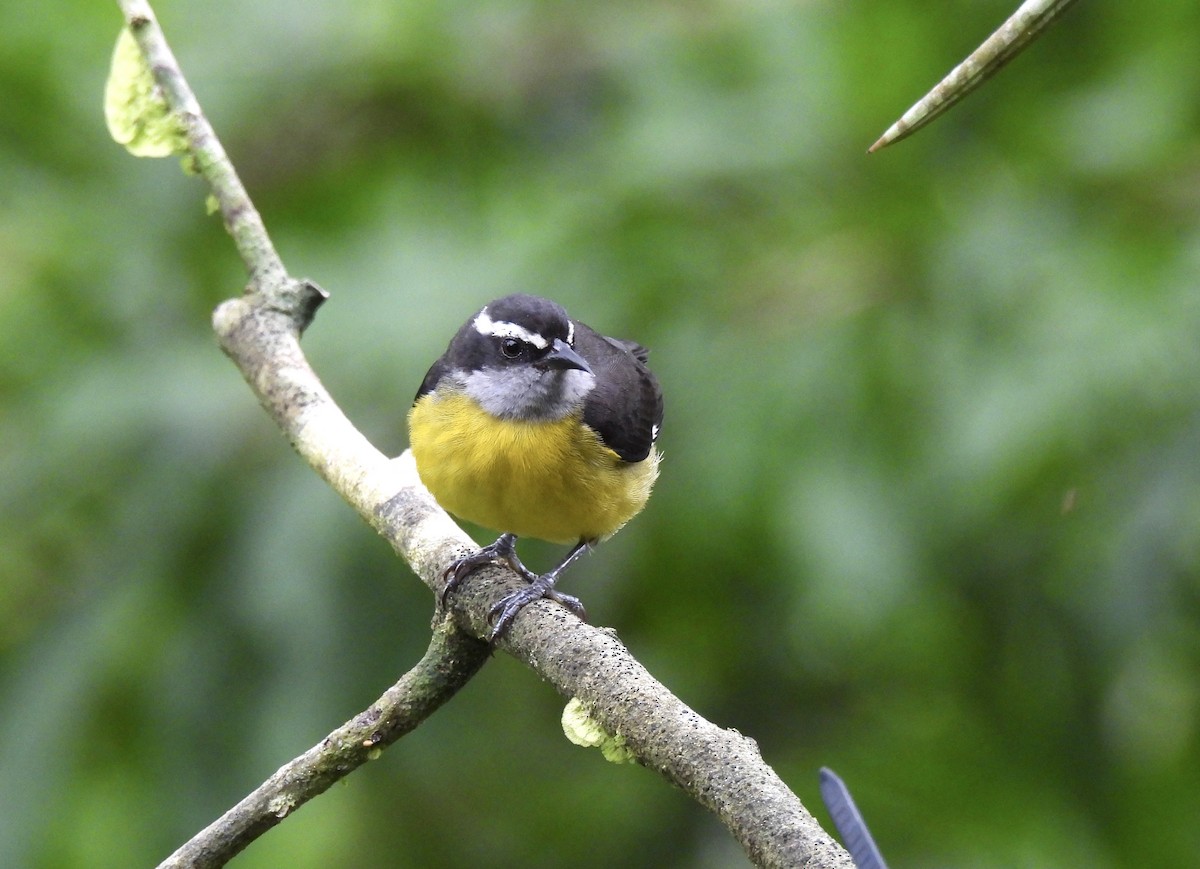 Bananaquit - ML646405175