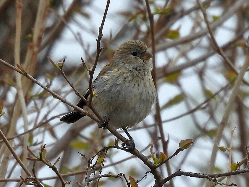 オビオタネワリ - ML646405176