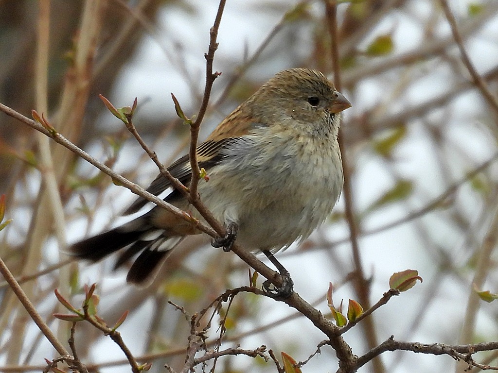 オビオタネワリ - ML646405177