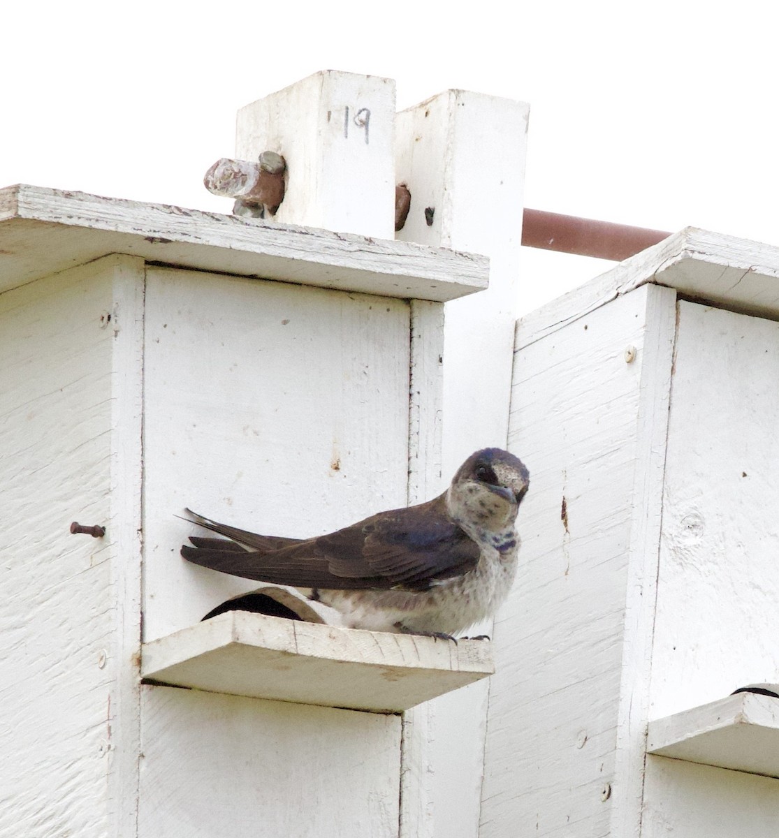 סנונית סגולה - ML646405178