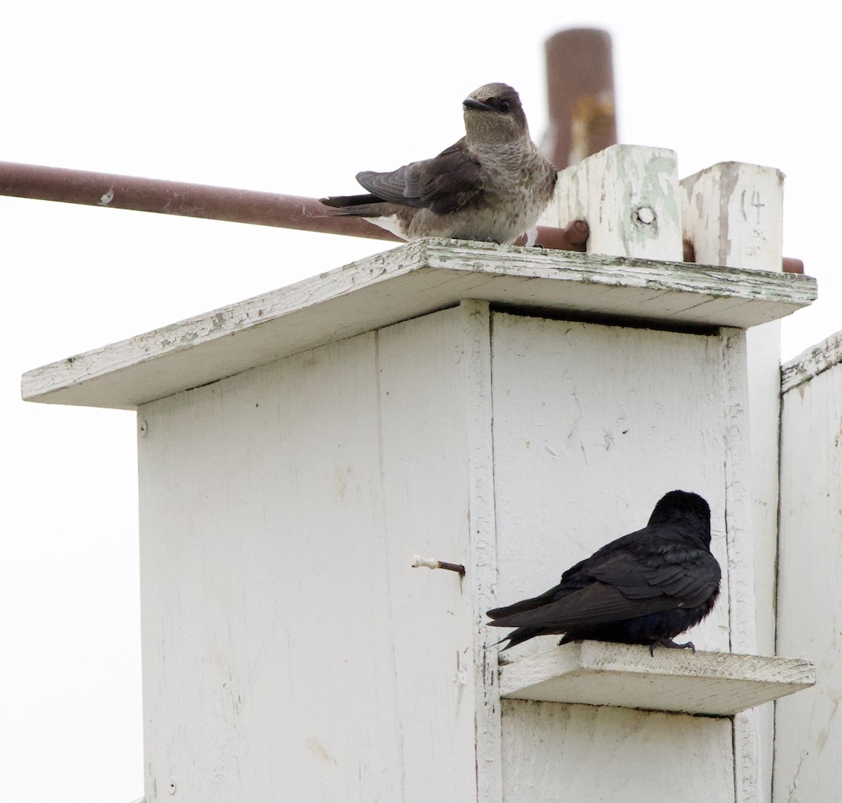 Elai purpura - ML646405179