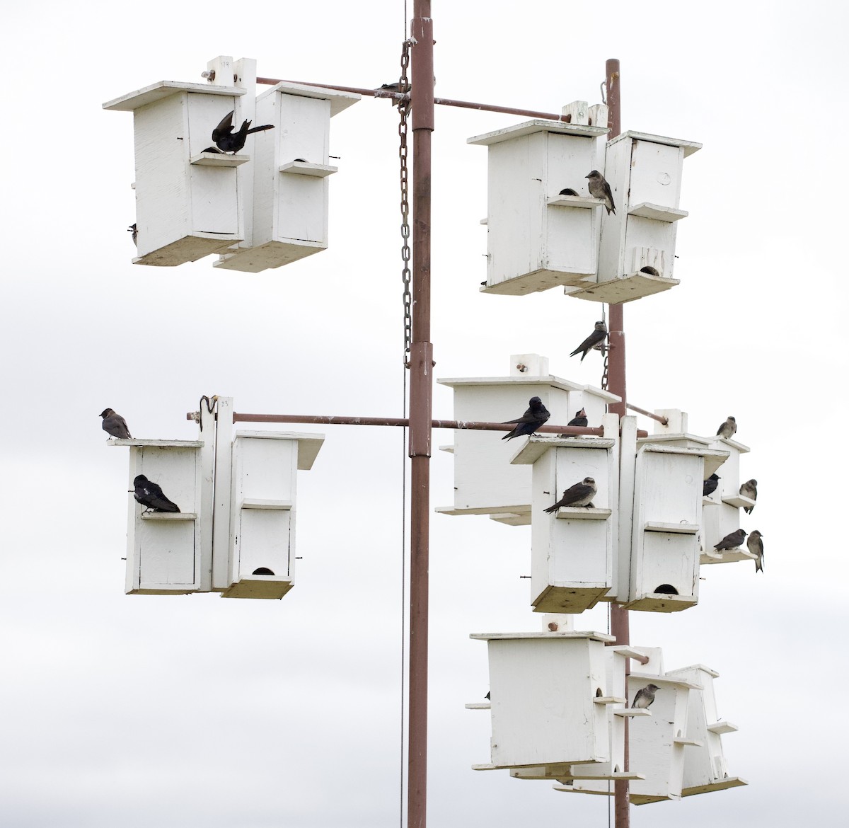 סנונית סגולה - ML646405180