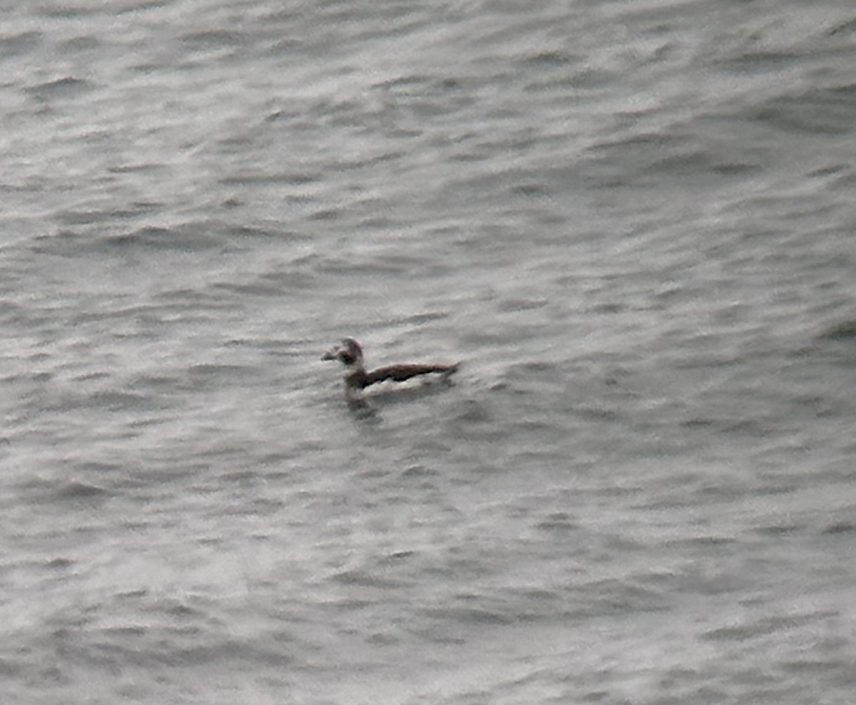Long-tailed Duck - ML646405181