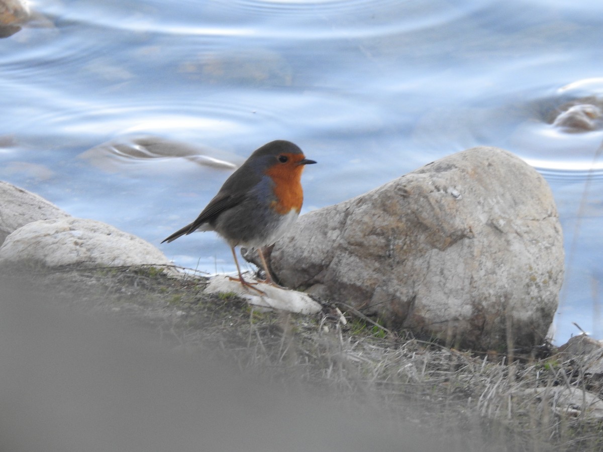 אדום חזה - ML646405182