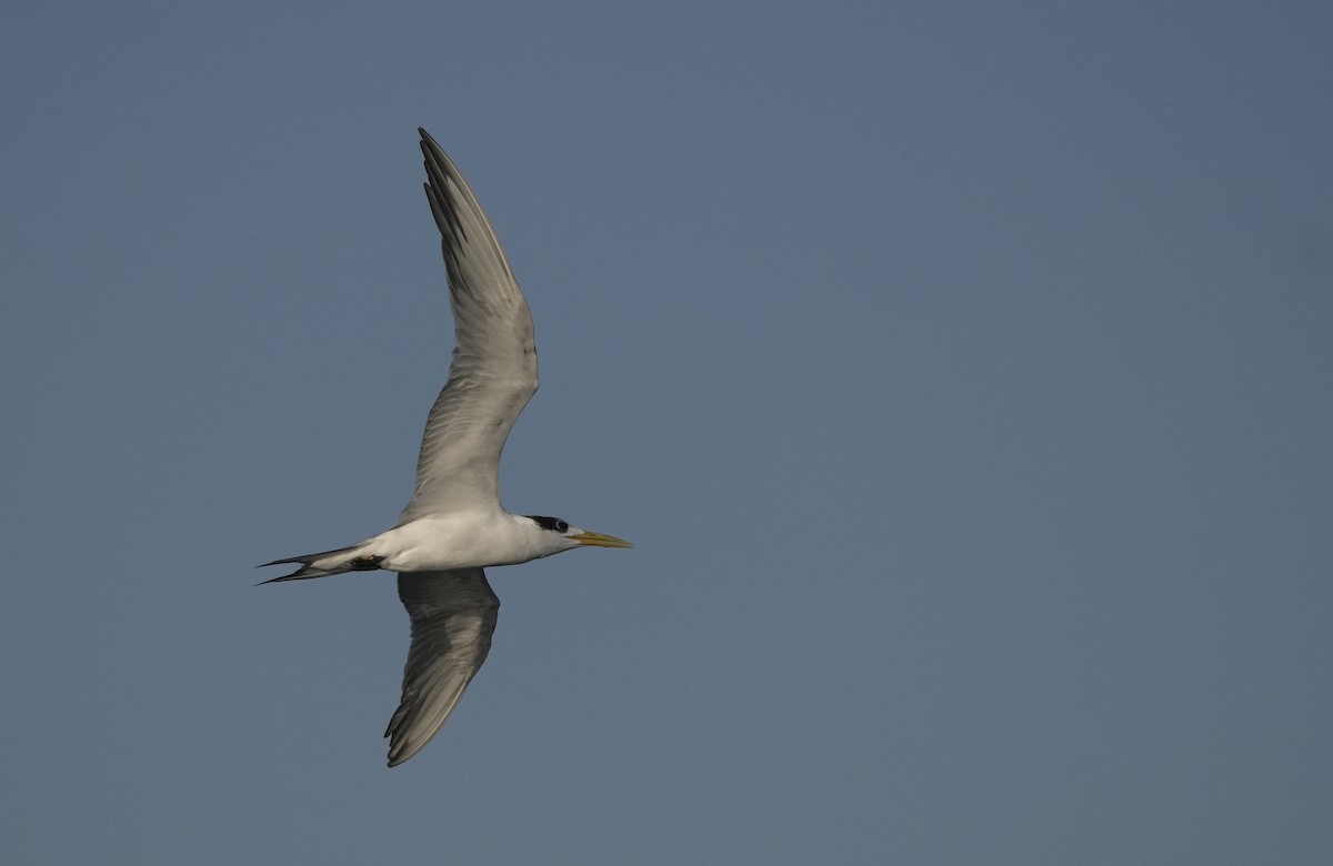 שחפית בנגלית - ML646405183