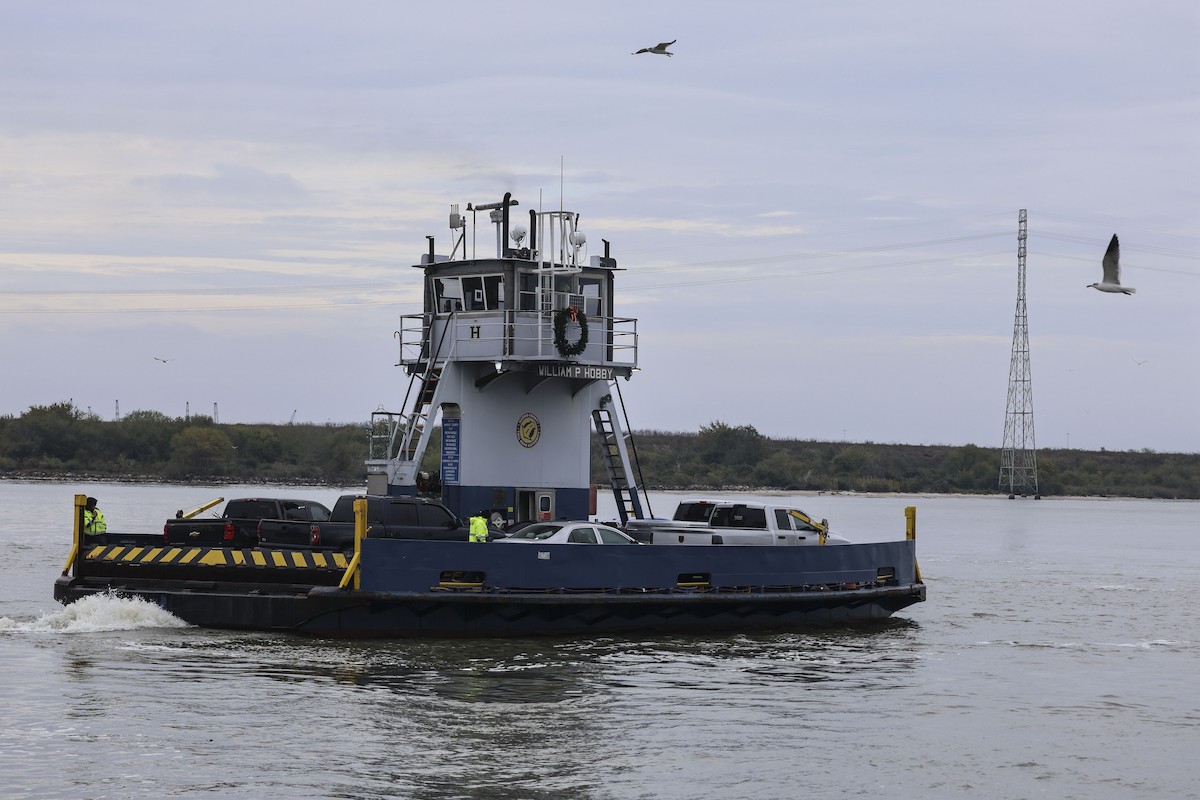 שחף צוחק - ML646405186