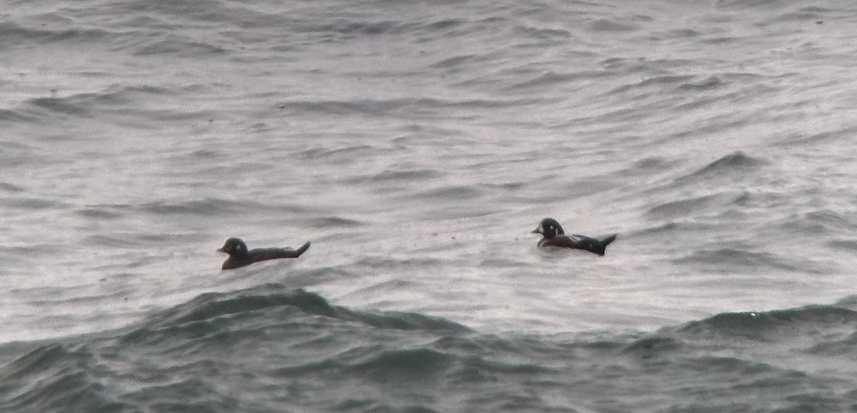 ברווז איסלנדי - ML646405187