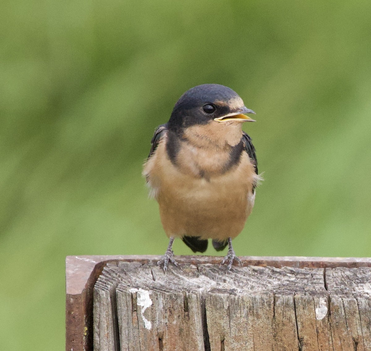 סנונית רפתות - ML646405189