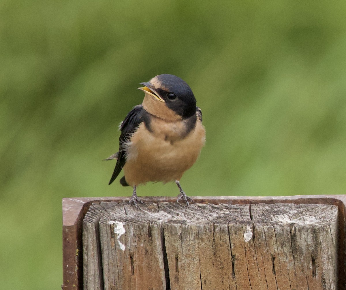 סנונית רפתות - ML646405190
