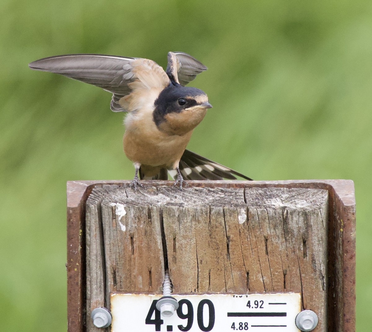 סנונית רפתות - ML646405191