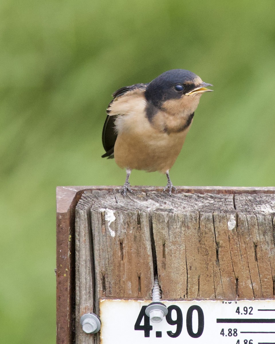 סנונית רפתות - ML646405192