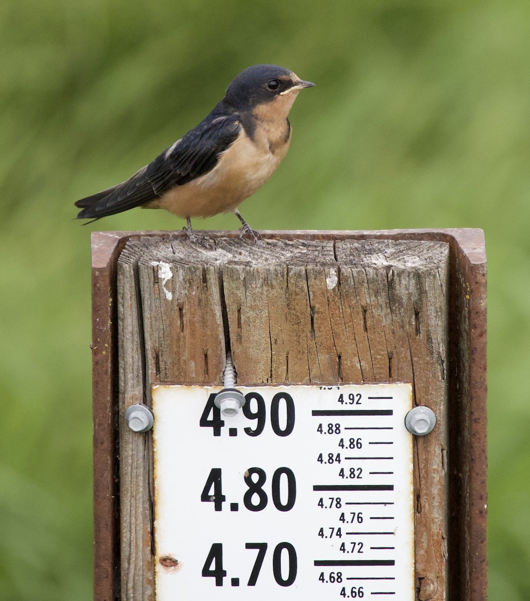 סנונית רפתות - ML646405193