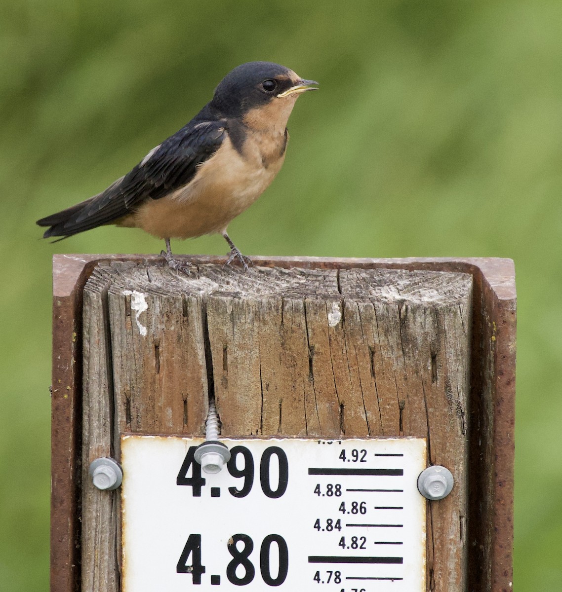 סנונית רפתות - ML646405194