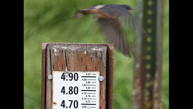 סנונית רפתות - ML646405195