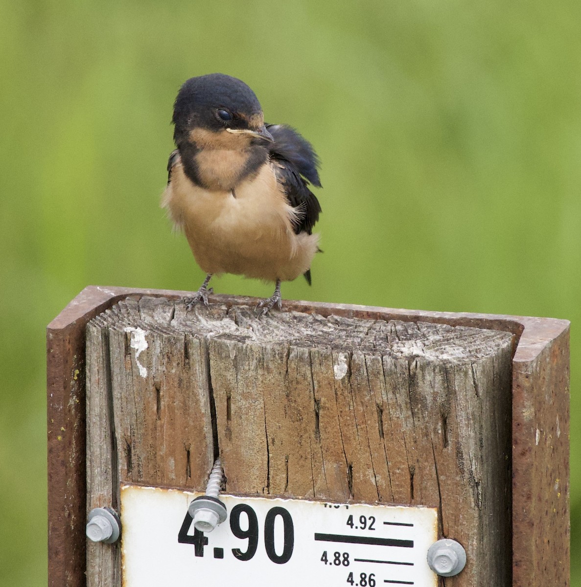 סנונית רפתות - ML646405196