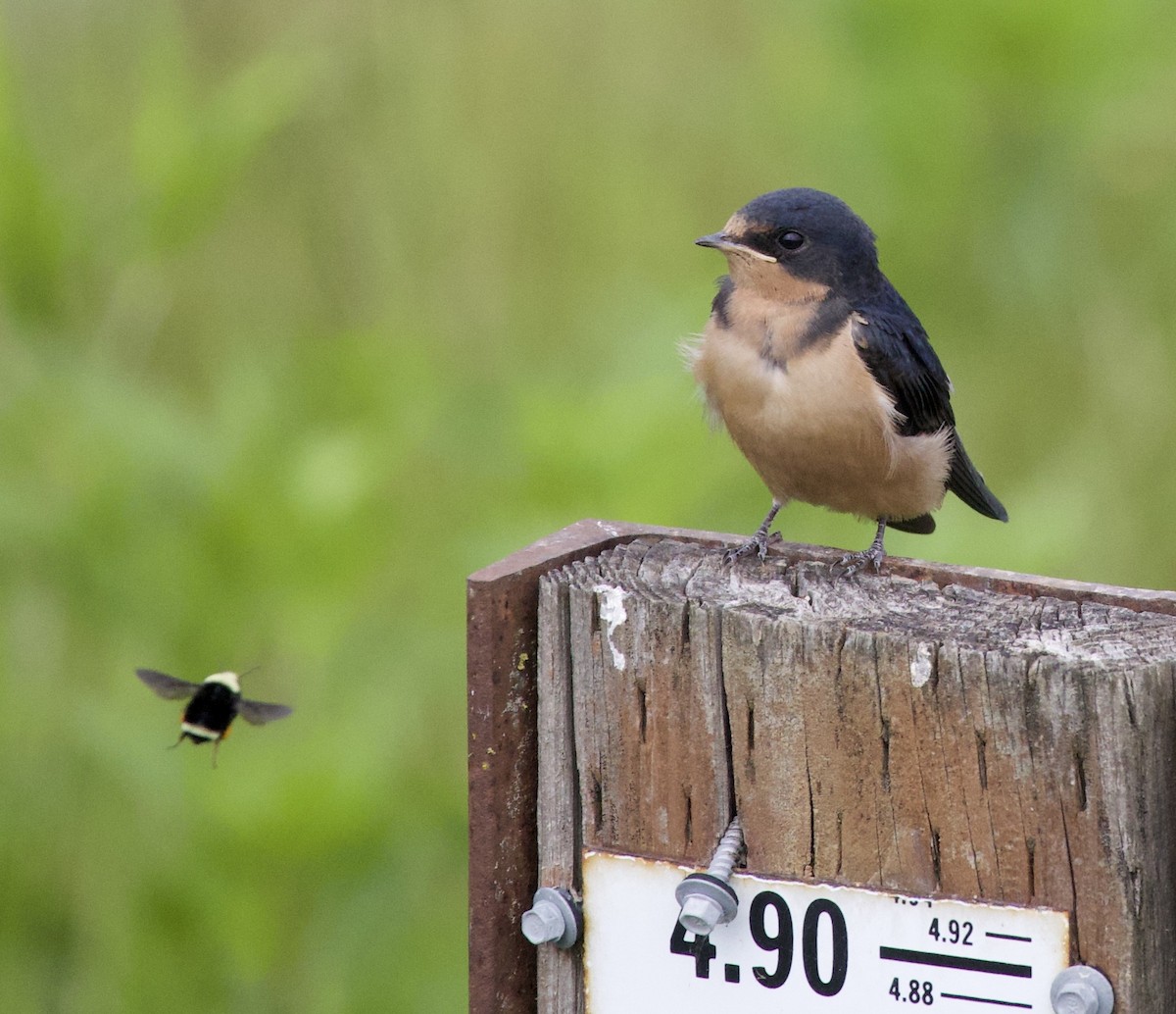 סנונית רפתות - ML646405197