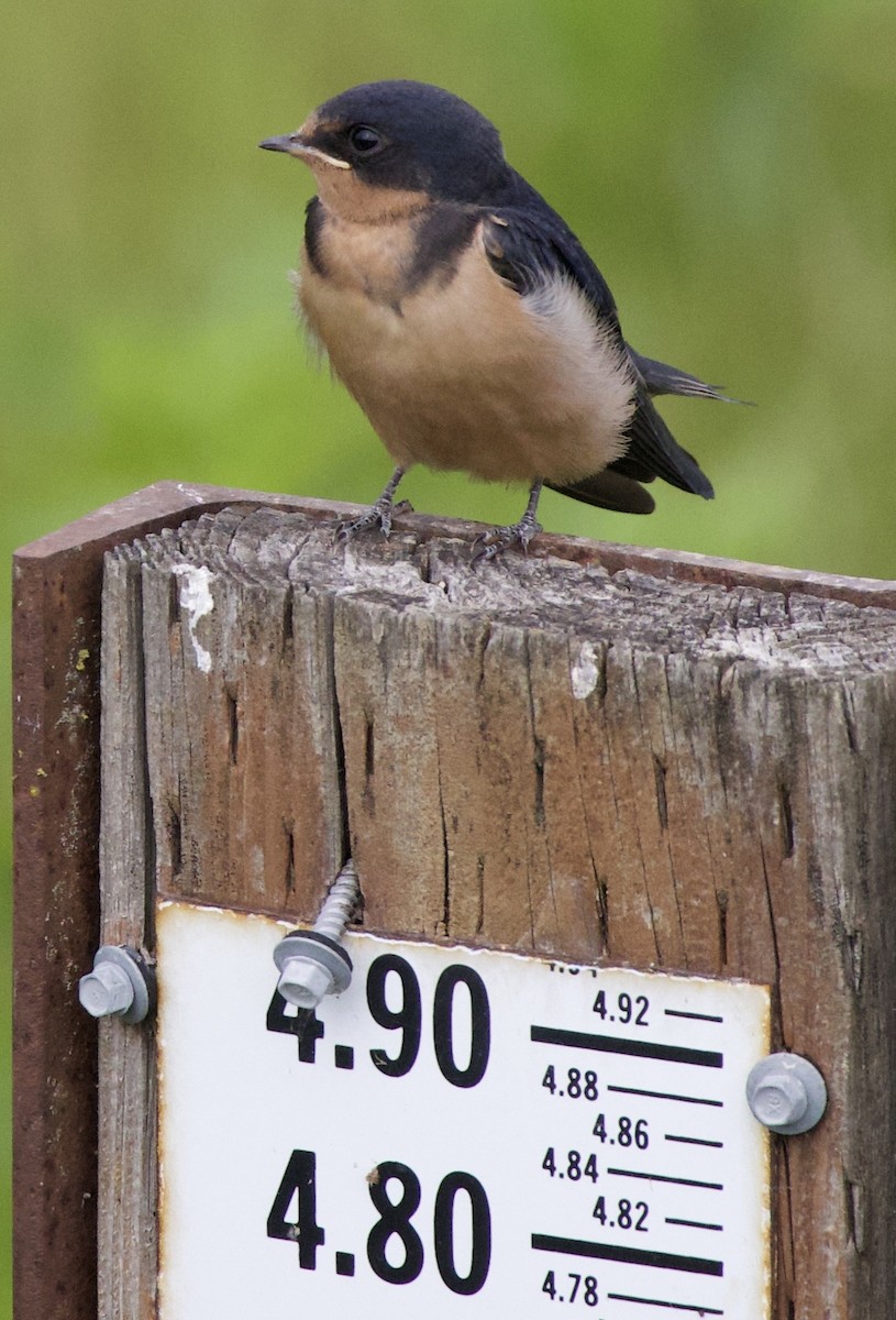 סנונית רפתות - ML646405198