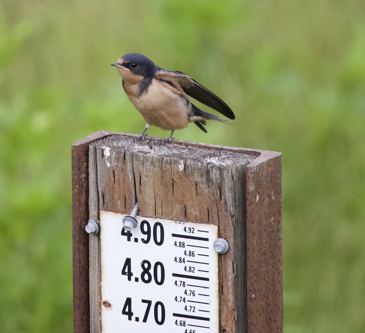 סנונית רפתות - ML646405199