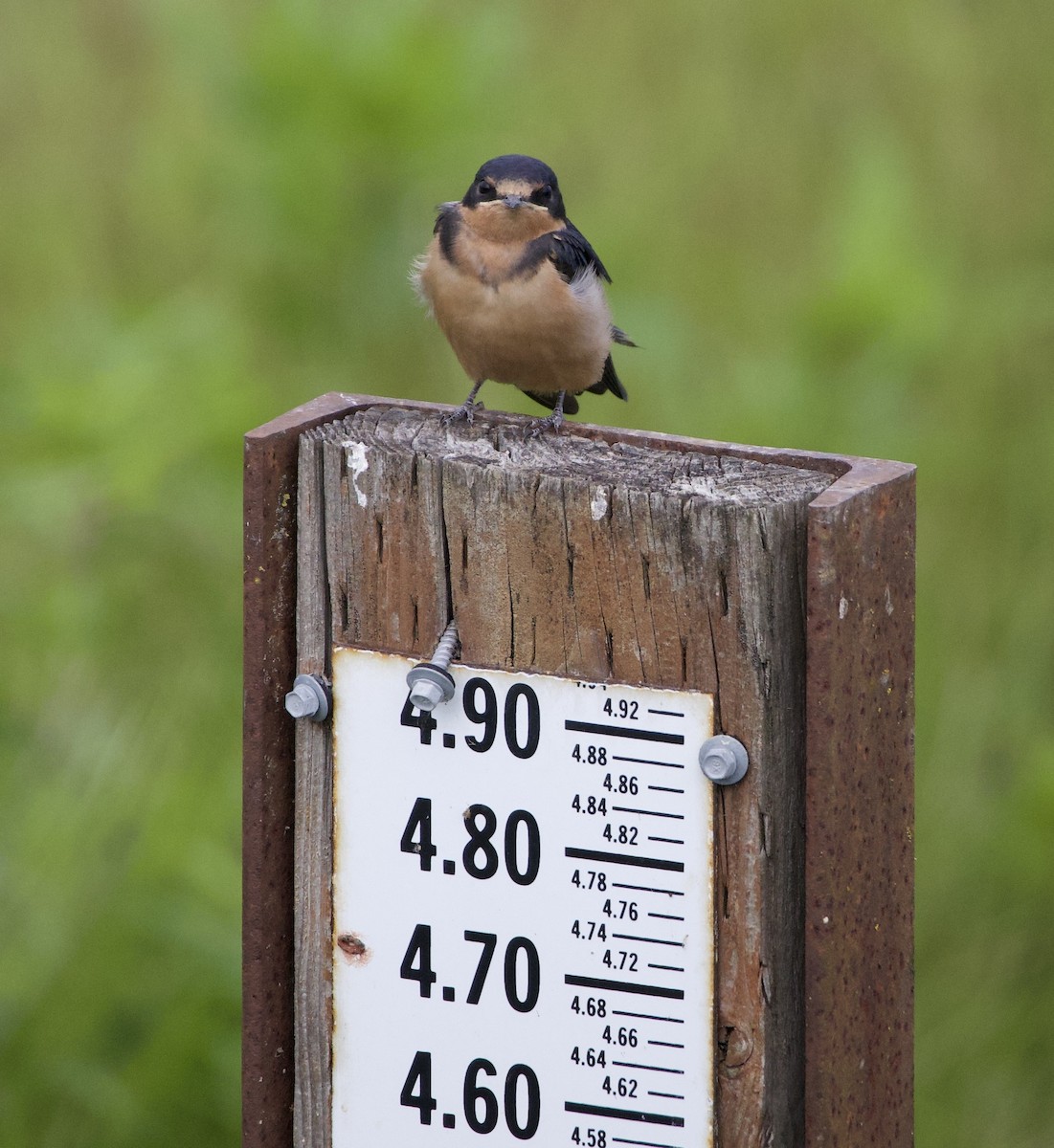 סנונית רפתות - ML646405200