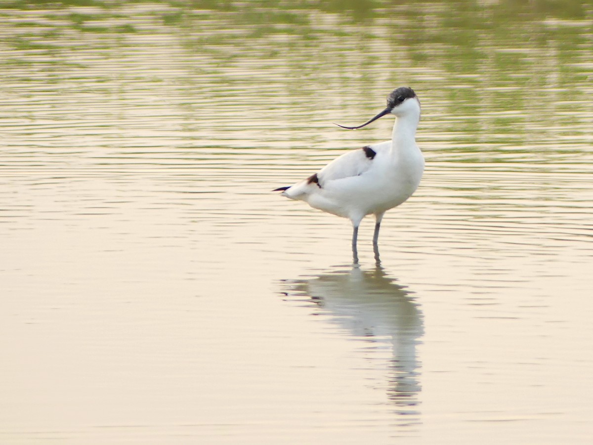 סייפן - ML646405202