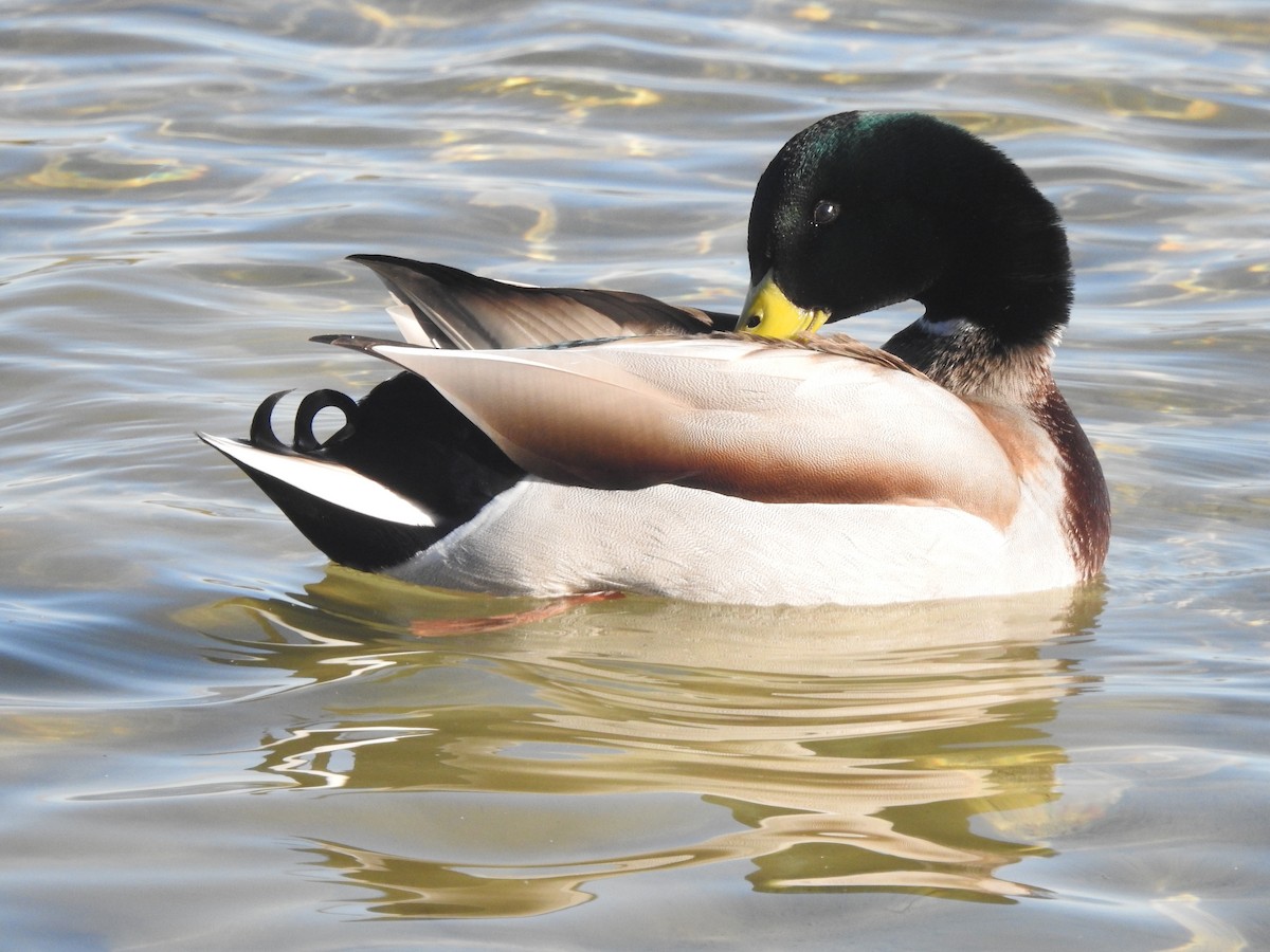 ברכיה - ML646405203