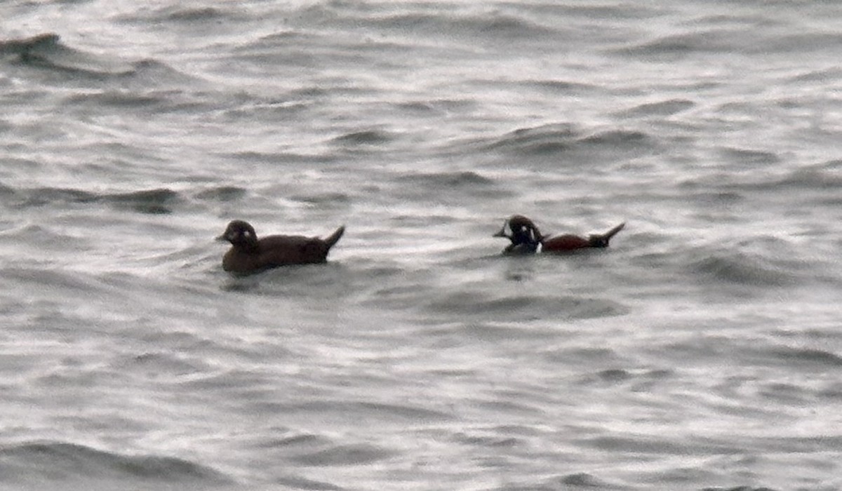 ברווז איסלנדי - ML646405204